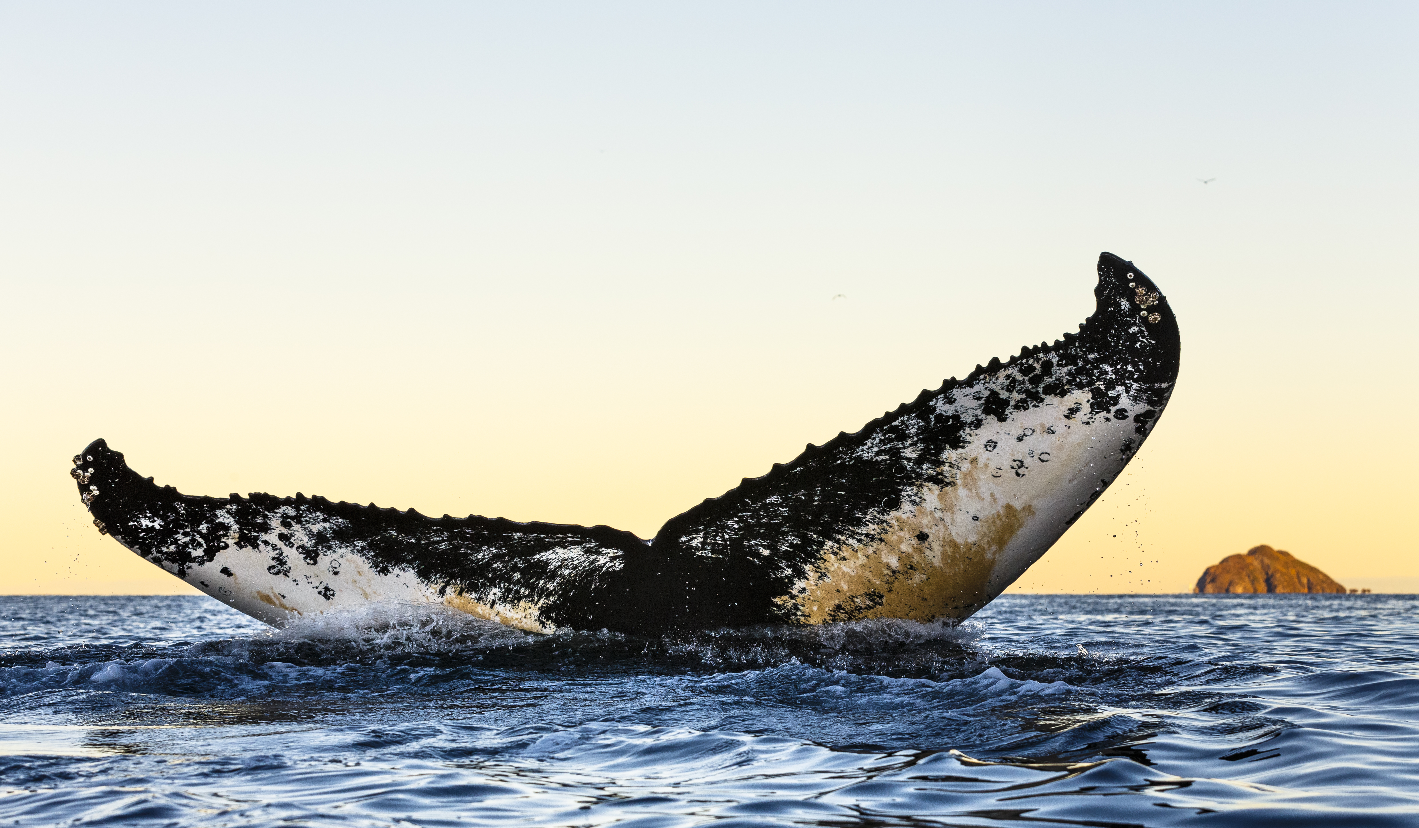 Humpback whale by Espen Bergersen
